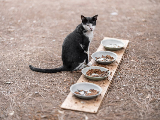 How to choose the best pet bowl