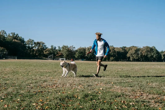 How Train Your Dog to Walk with A Leash