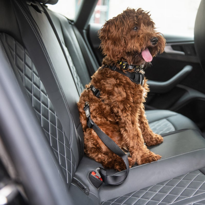 Pet Seat Belt Tether  Black